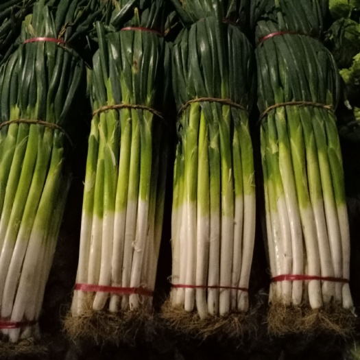 蠡县精品长白大葱
