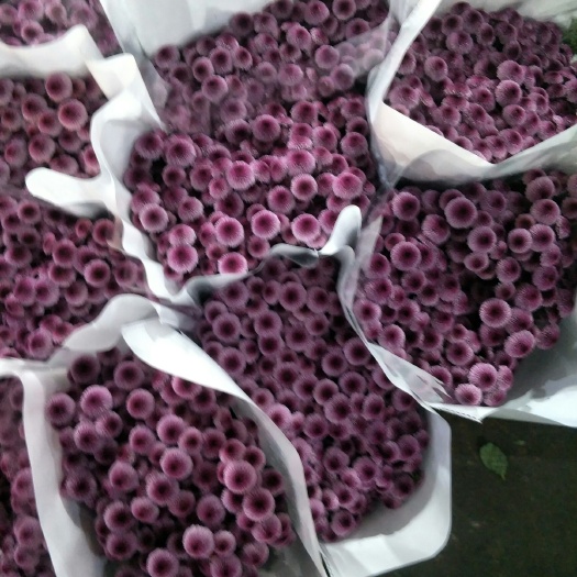 昆明 雏菊配色
