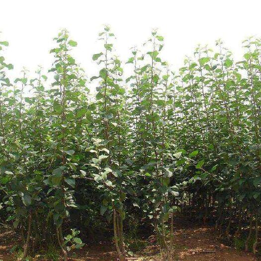 昭通短枝型红富士苹果树苗 苹果树