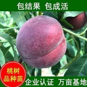 平邑县 桃树新品种中华黑桃王桃树苗黑桃皇后桃树苗嫁接苗南北方种植。