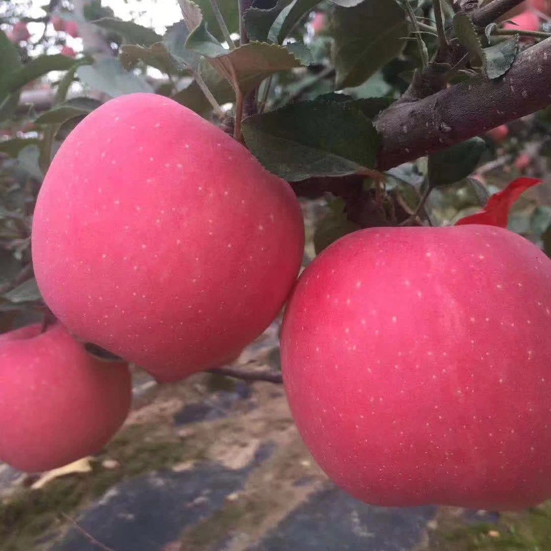 红富士苹果 自家种的高原红富士