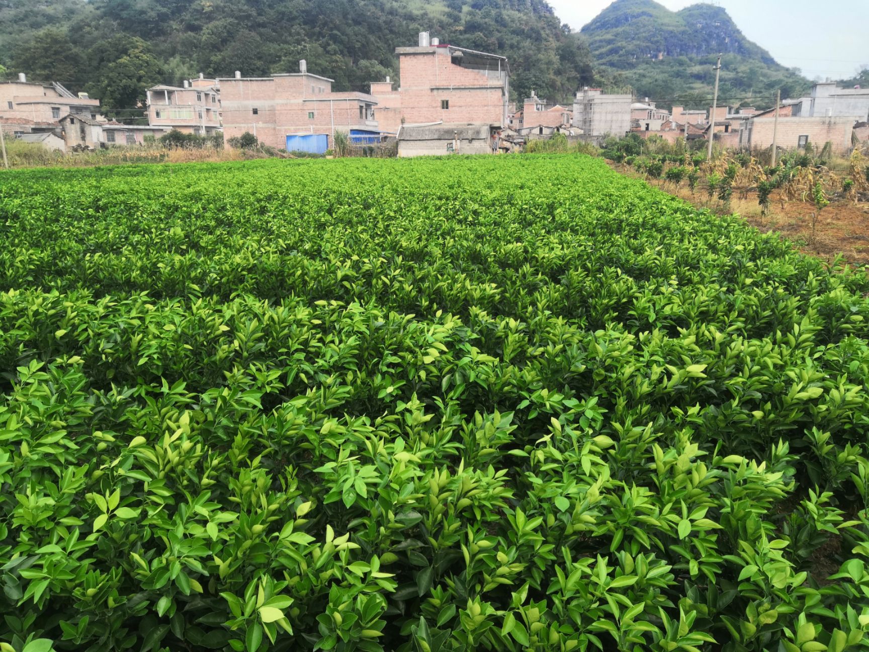 金葵砂糖桔枝条 金秋沙糖桔，金葵沙糖桔枝条果苗出售