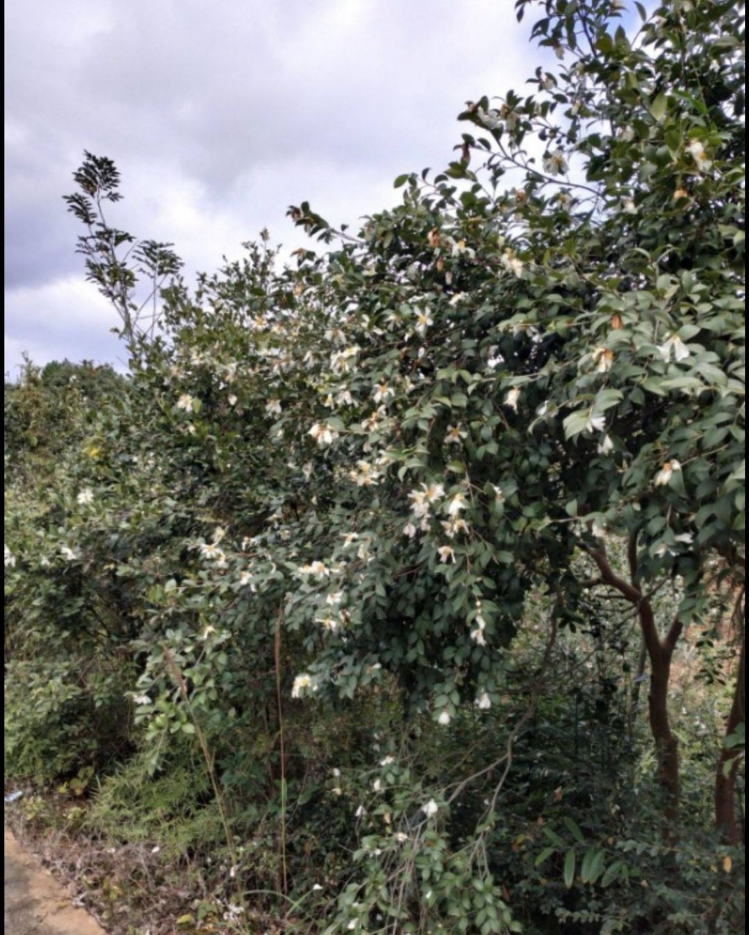 野生山茶油 多年野生高山茶籽油，物理压榨，绿色环保