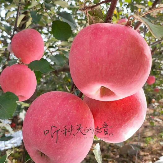 平度市红富士苹果 青岛平度红富士欢迎客商来选购！