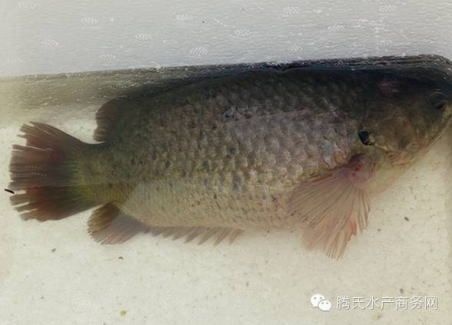 汕头 本人出售攀鲈鱼，产地汕头市