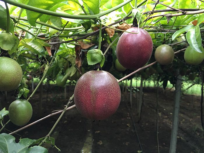 紫香百香果种植方法图片