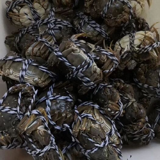 武汉 精品大闸蟹
