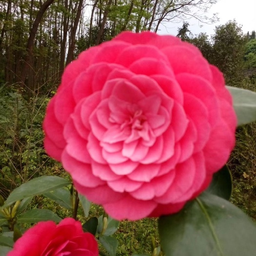 大余县赤丹  茶花，具体价钱按要求定价