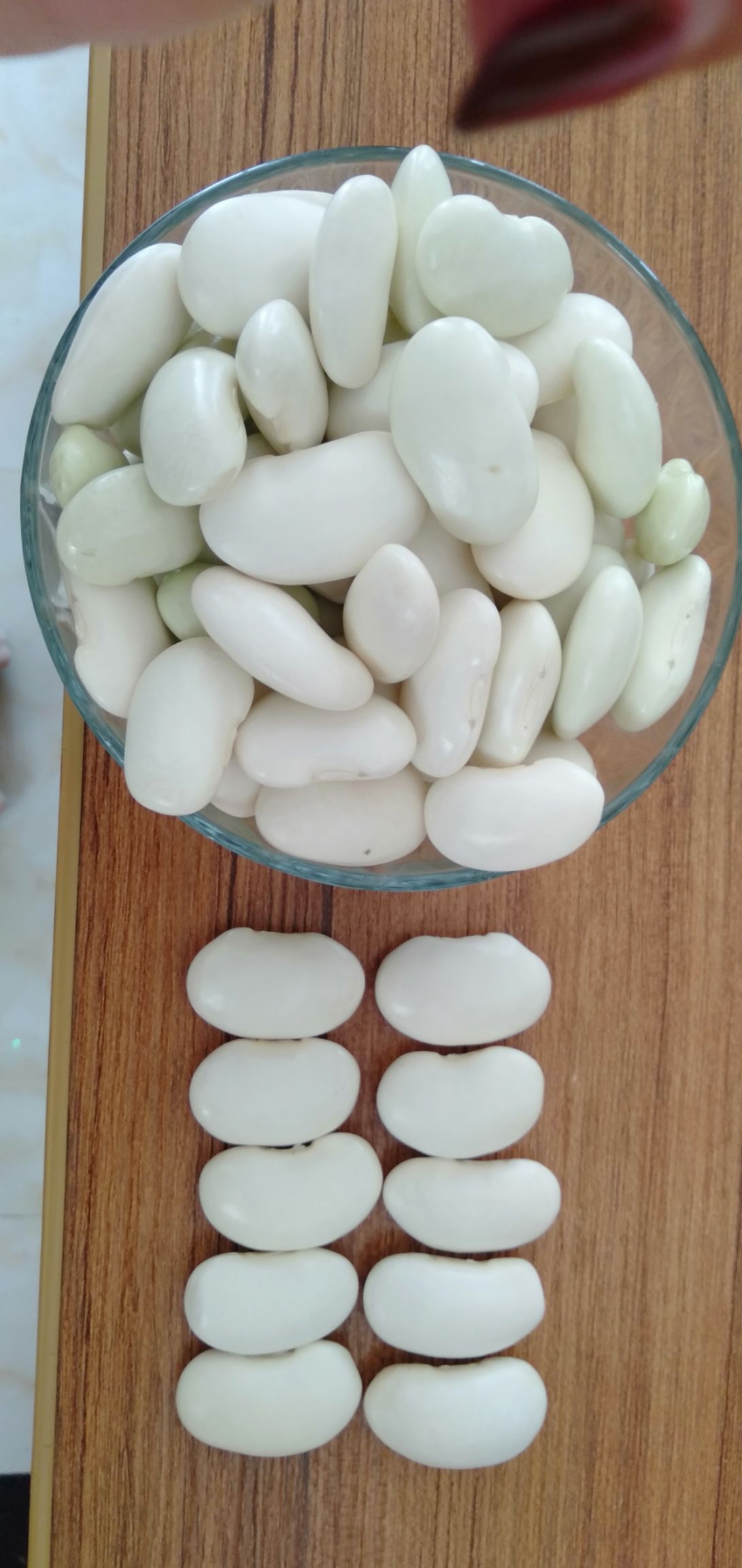 白芸豆