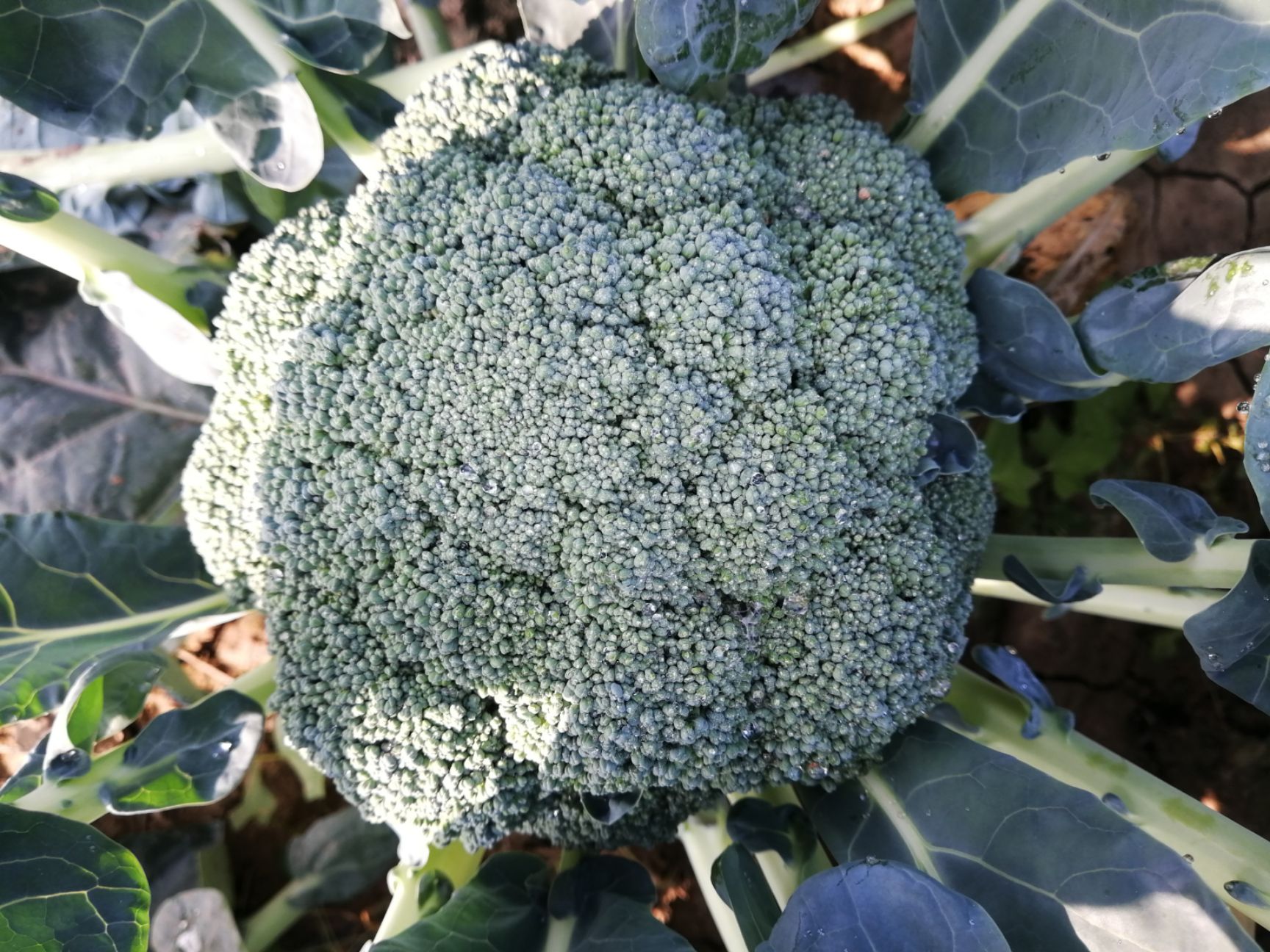  耐寒优秀西兰花大量上市，量大从优