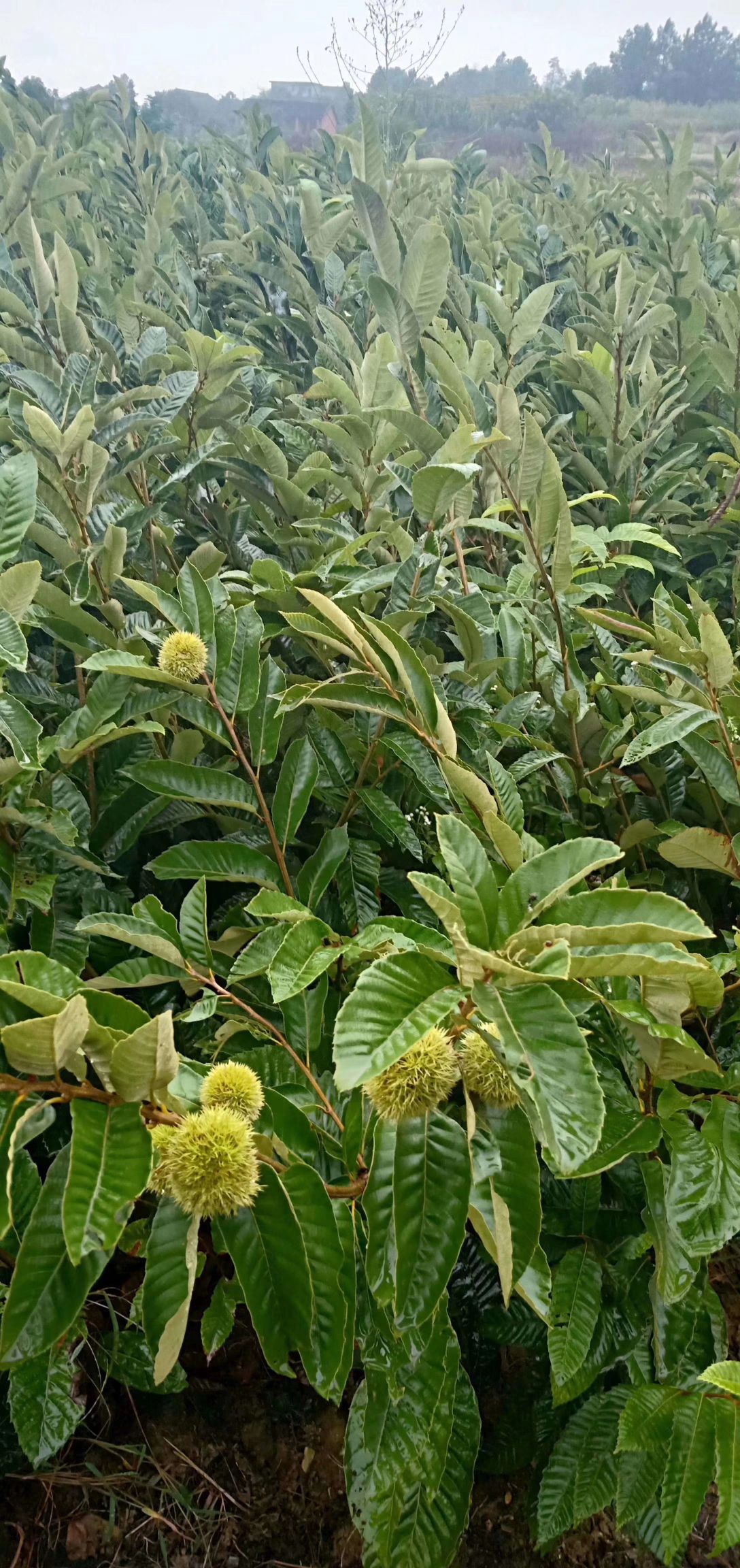 大红袍板栗苗嫁接果树苗南北方种植包技术当年结果