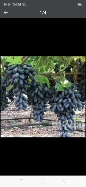 兴城市 蓝宝石葡萄苗