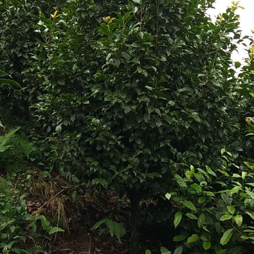 盐津县 各种茶花树