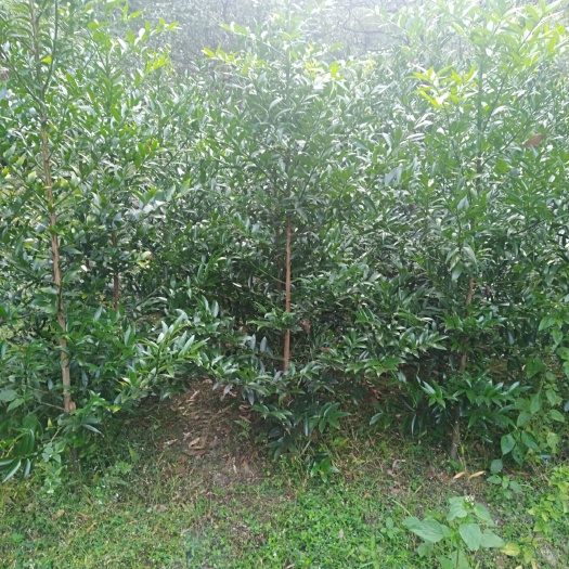 大余县窄叶竹柏  竹柏，具体价钱按要求定价