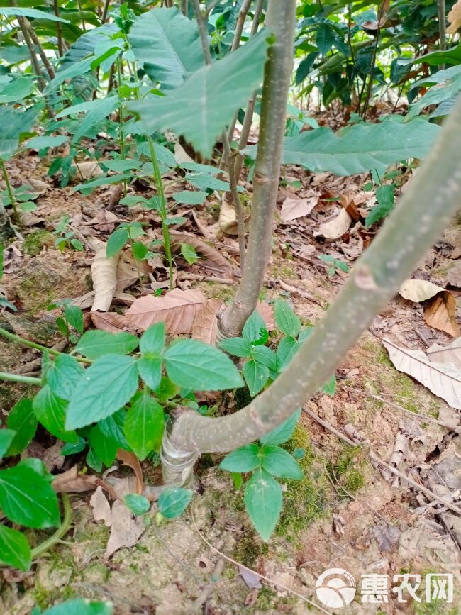 大红袍板栗苗嫁接果树苗南北方种植包技术当年结果