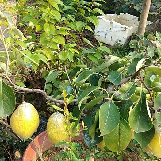 平邑县 秋月梨，个头大，脆甜，价格实惠