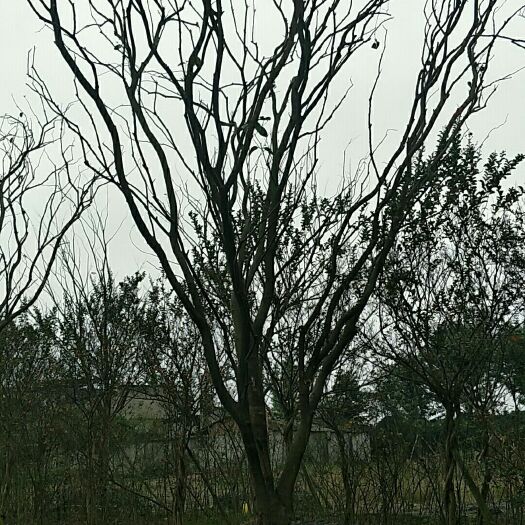 都江堰市丛生朴树