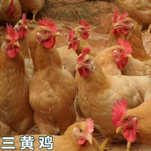 南宁 三黄鸡苗