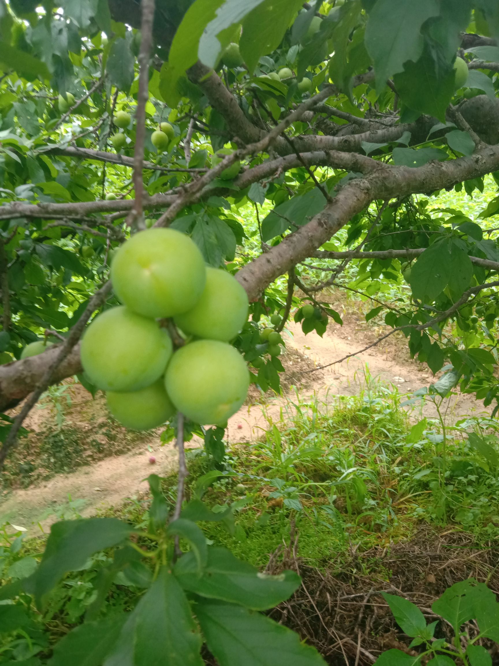 李子树苗 早熟李 四月李苗