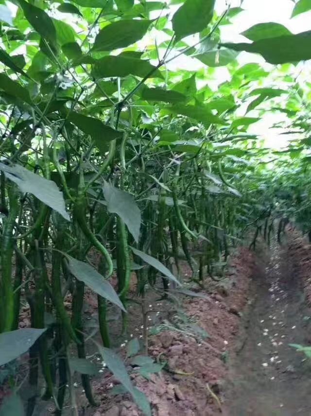 线椒种子  青条，中早熟，颜色好硬度高籽粒多，辣度浓