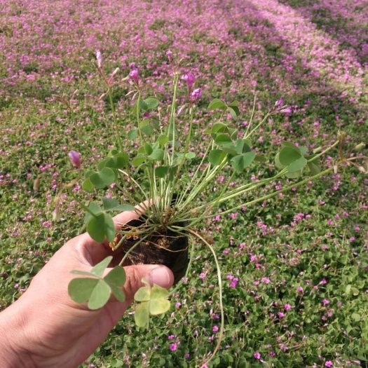 沭阳县 红花酢浆草种球红花酢浆草杯苗多年生花卉红花草地载苗