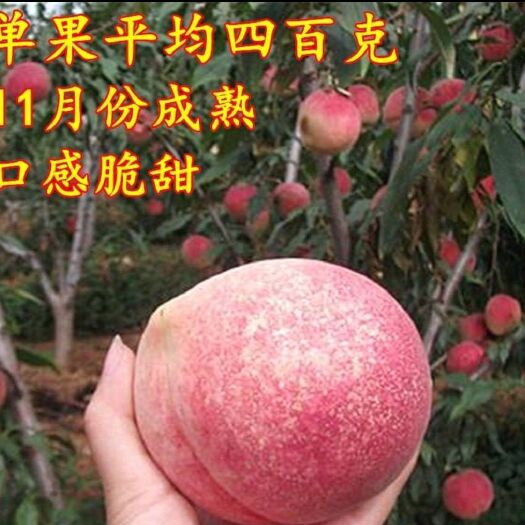 平邑县血桃苗 血桃  包品种  口感脆甜