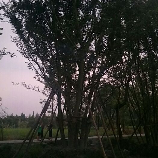 都江堰市 丛生朴树各种公分