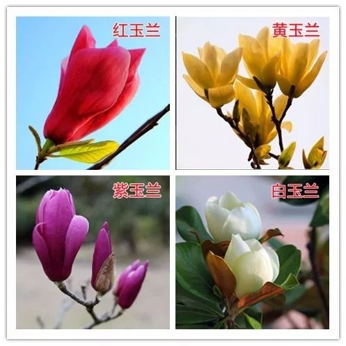 平邑县紫玉兰 颜色全 现挖保湿带花苞发货  成活率高
