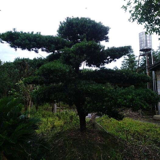 大余县罗汉松  具体价钱按要求定
