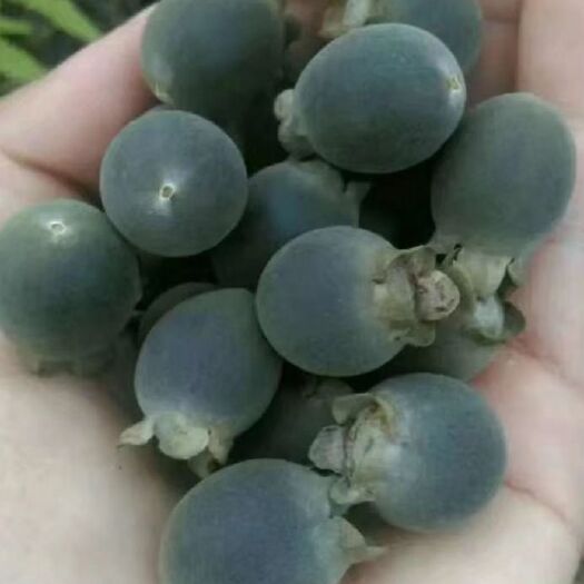 南雄市 桃金娘，山捻子，一手货源量大
