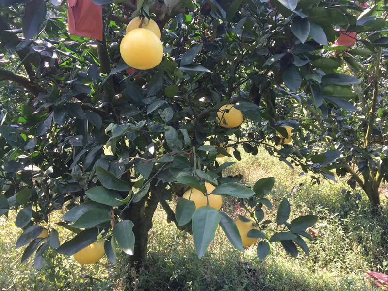 葡萄柚  原产地供应品质保证一件代发批发