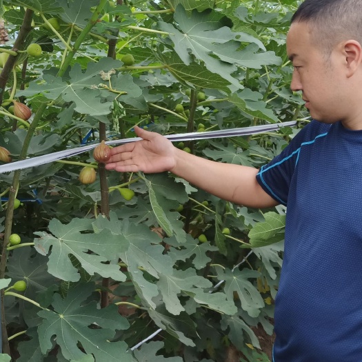 波姬红无花果苗 供应波姬红 布兰瑞克 青皮 金傲芬 早黄