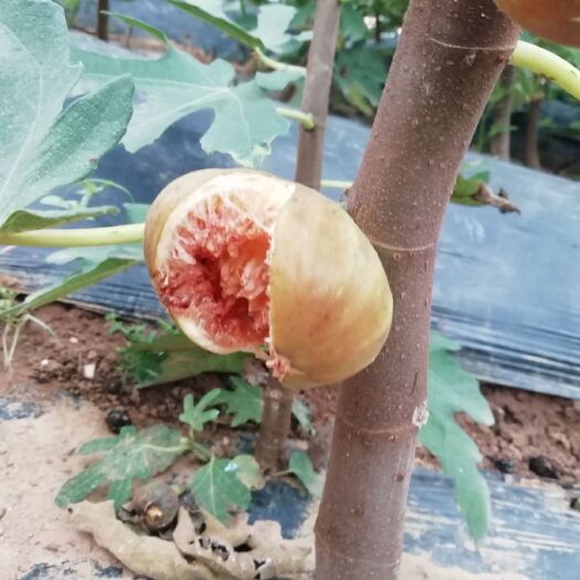 平邑县红心无花果苗