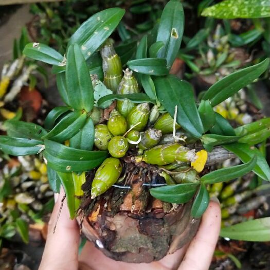 施甸县金钗石斛花 金钗，球花，喉红