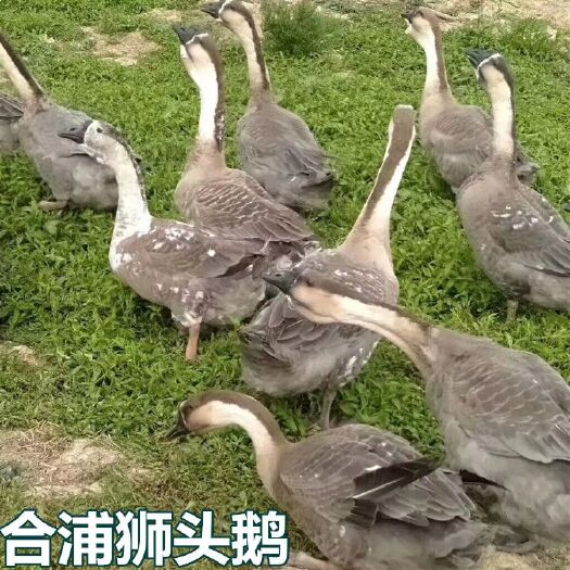 南宁 合浦狮头鹅苗