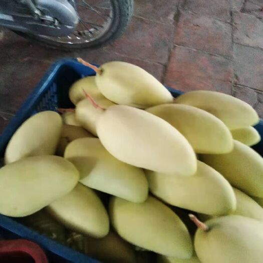 凭祥市金煌芒果苗 越南金煌芒(品牌承诺保质保量)产地直供批发不零售