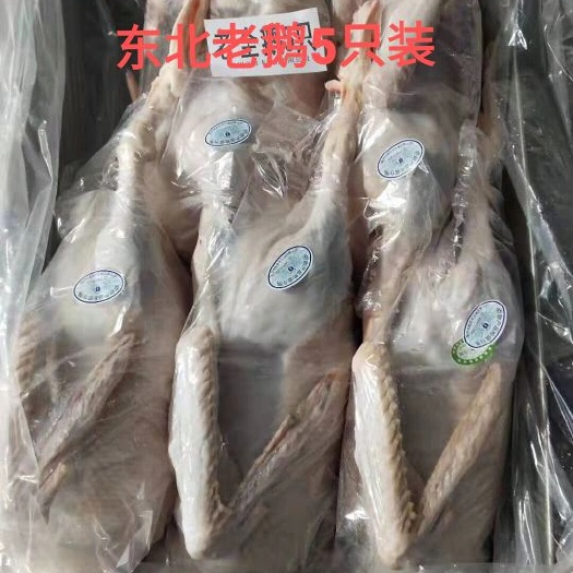 济宁批发大鹅  东北大鹅 批发白条鹅