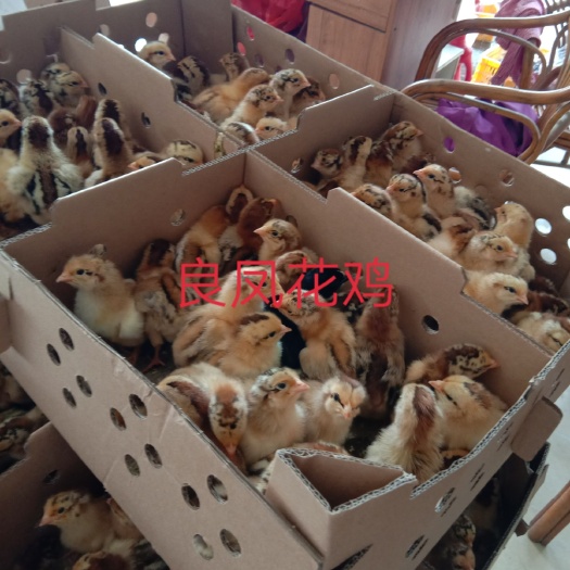 南宁良凤花鸡苗 优质良凤花鸡出壳苗200只起发货