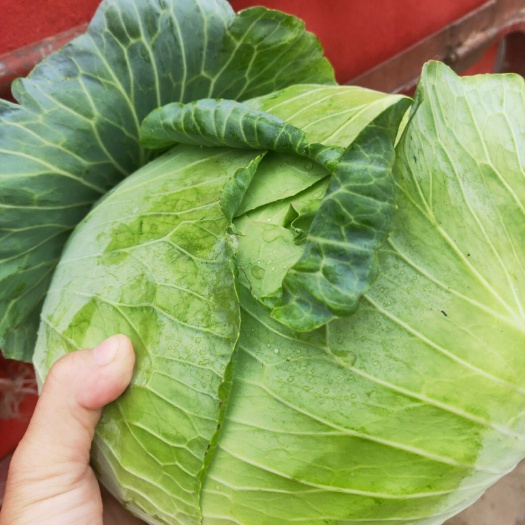 通许县 京丰一号包菜   价格便宜   上货快