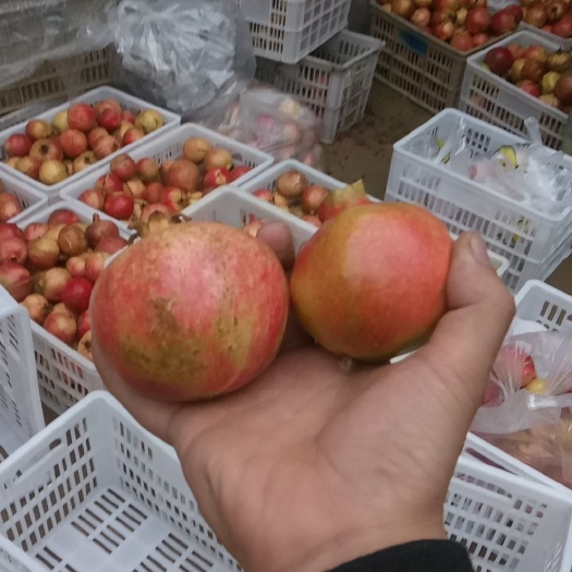 荥阳市 河阴石榴