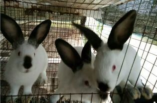 仁寿县伊拉兔 出售种兔100一只