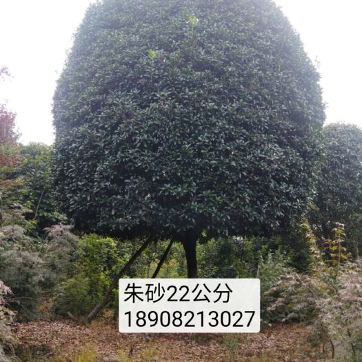 成都朱砂桂