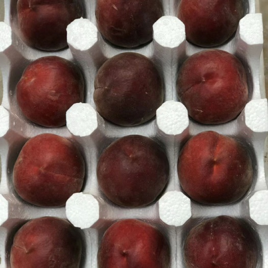 蒙阴县黑桃苗 黑桃皇后，大果，纯甜，保证纯度，成活率高，