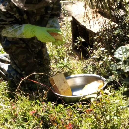 永胜县 云南丽江海拔2600深山老林纯野生蜂蜜