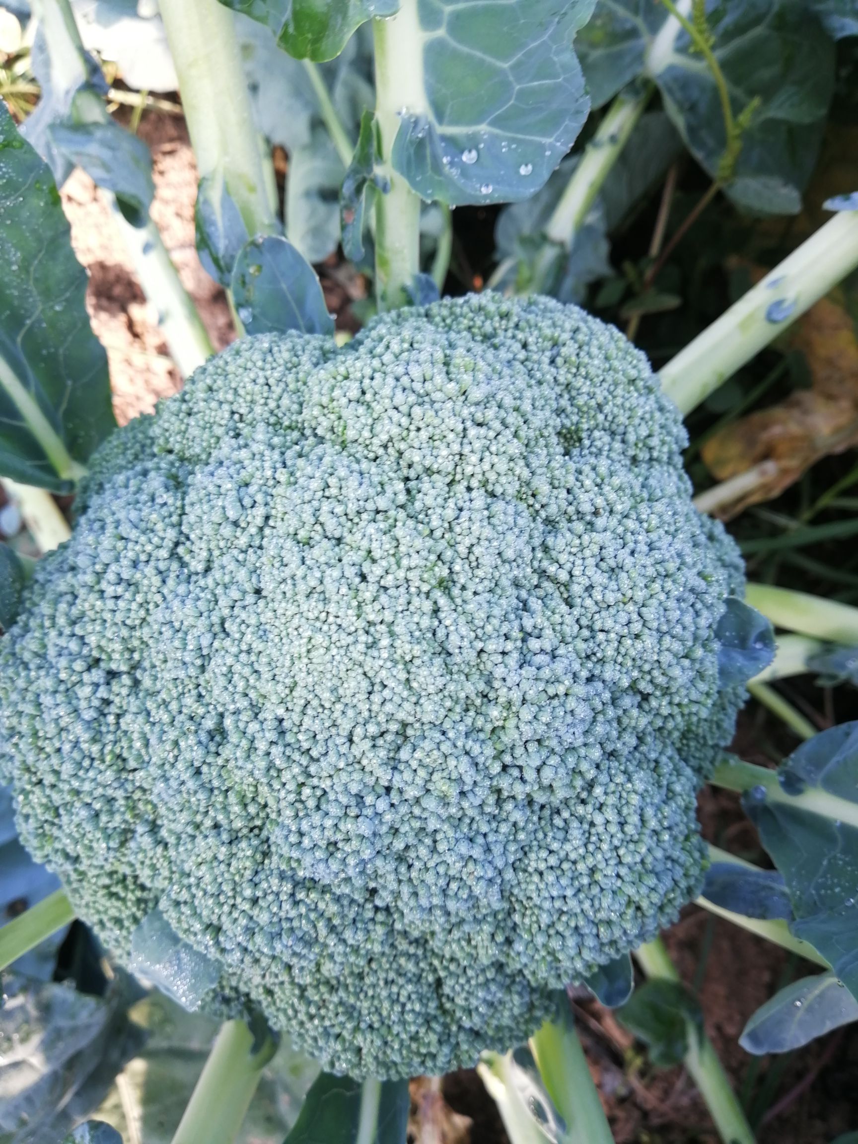  耐寒优秀西兰花大量上市，量大从优