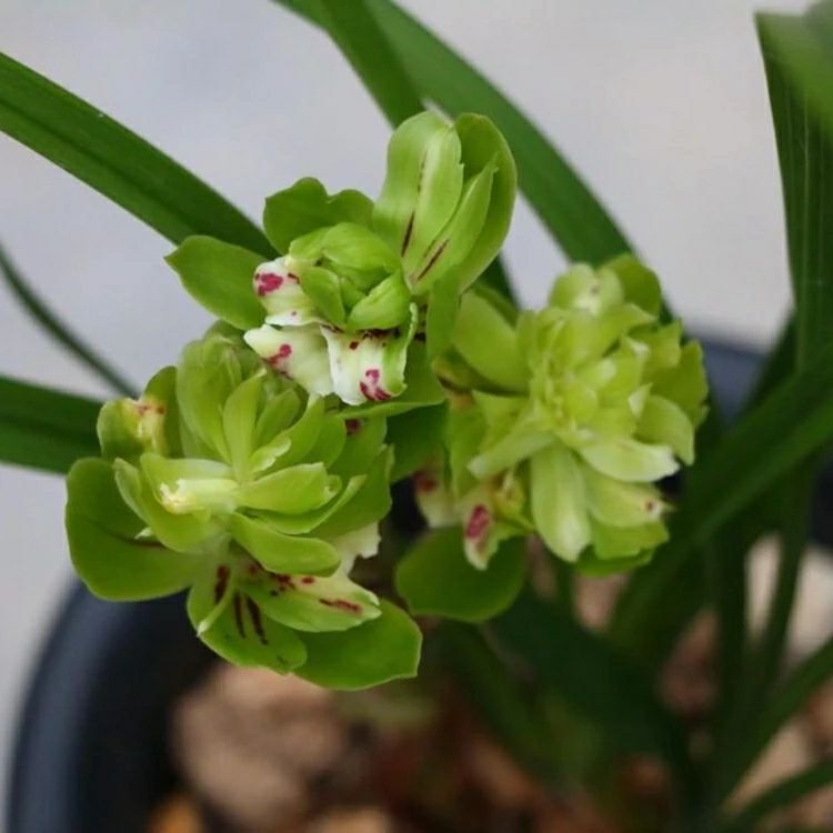 兰花春兰老种余蝴蝶花期浓香室内绿植盆栽花卉 奇花易开花花期