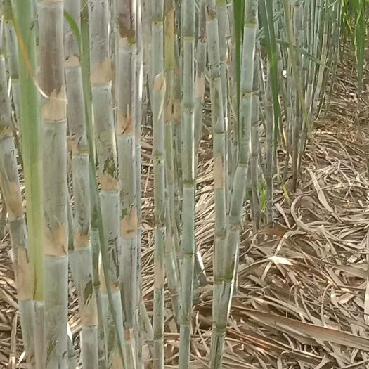 成武县 真正适合北方种植甘蔗