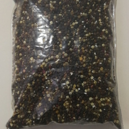 张家口白藜麦