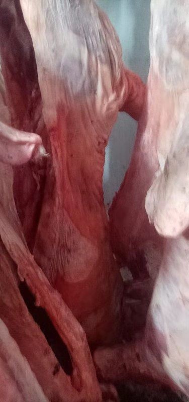 河间市羊肉类 绵羊酮体。价格便宜