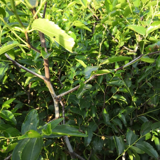 赞皇县优质嫁接脆甜  冬枣苗，金丝大枣苗